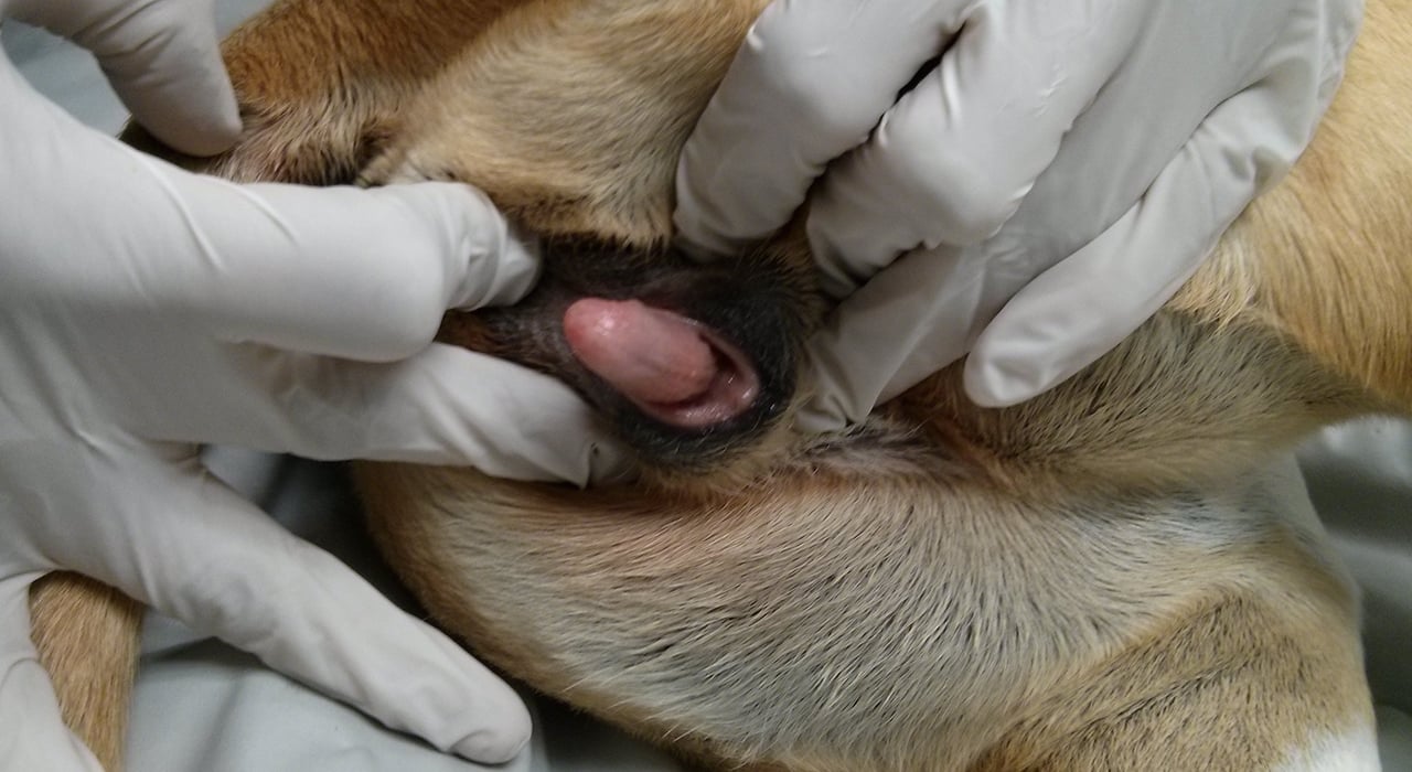 ¿Cuáles son las ventajas y desventajas de la inseminación artificial?